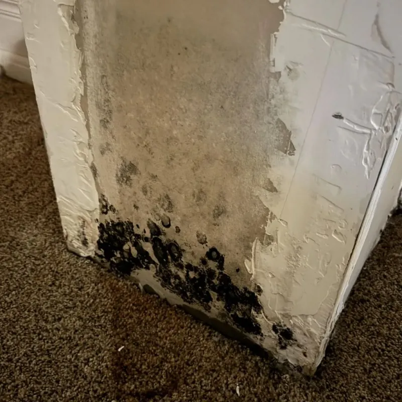 Professional Mold Removal in McHenry, IL